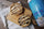 MINI TARTAS DE BANANO Y MANTEQUILLA DE MANÍ